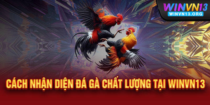 Đá Gà WINVN13 - Cực phẩm đấu trường, thắng cực đã, tỷ lệ thưởng bùng nổ 3 Cách Nhận Diện Đá Gà Chất Lượng Tại WINVN13